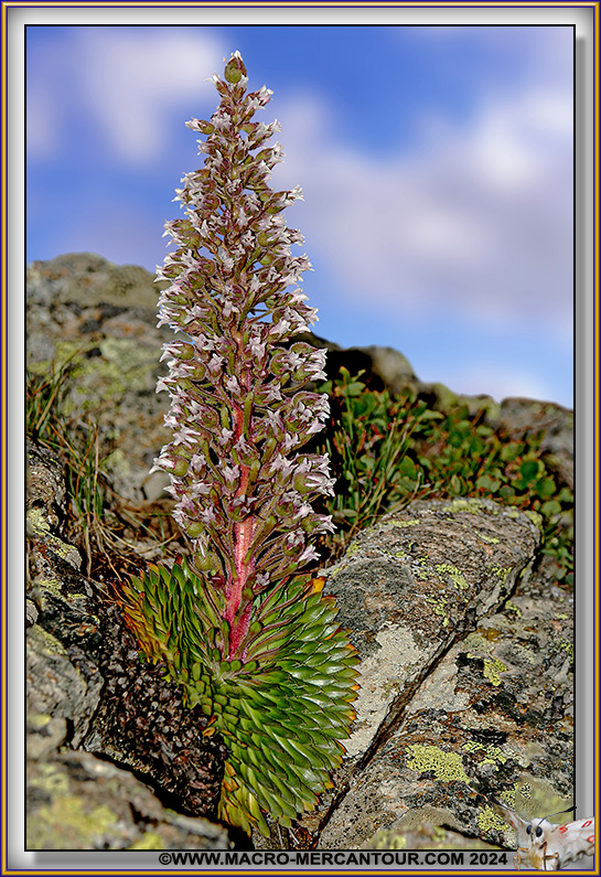 Saxifrage florulenta Moretti